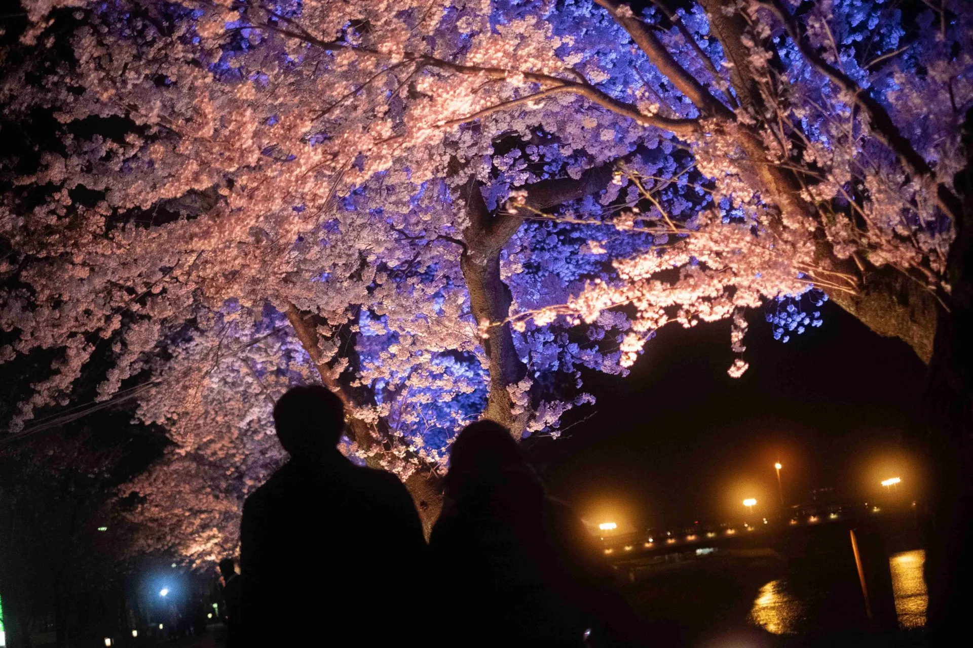 足羽川の桜